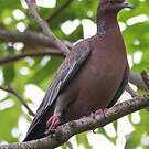 Pigeon picazuro
