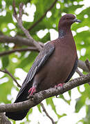 Picazuro Pigeon