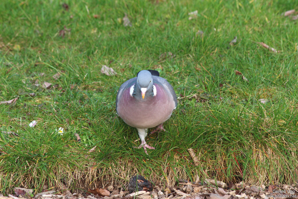 Common Wood Pigeonadult