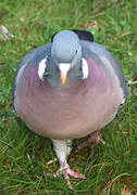 Common Wood Pigeon