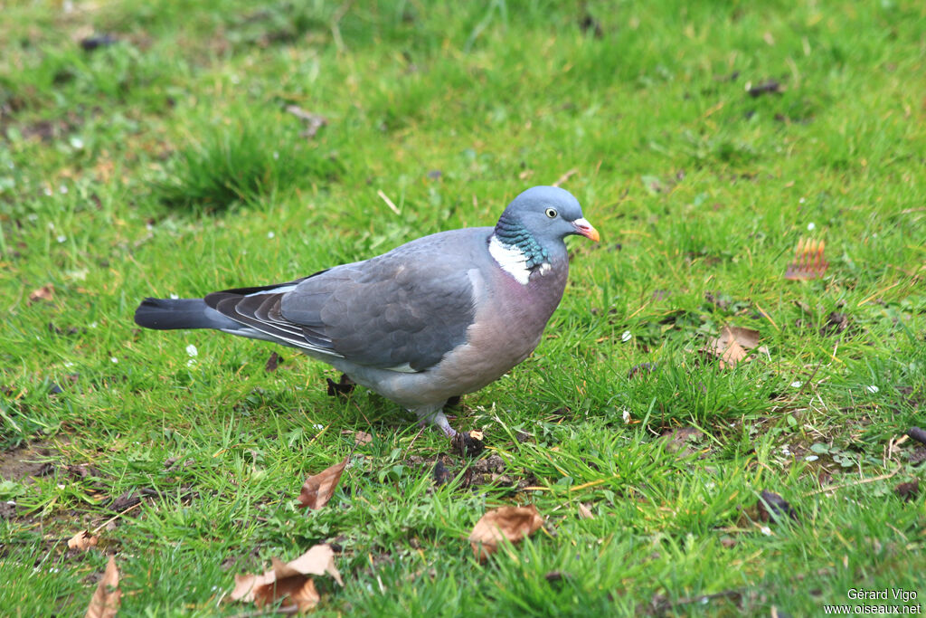 Pigeon ramieradulte