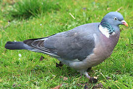 Common Wood Pigeon