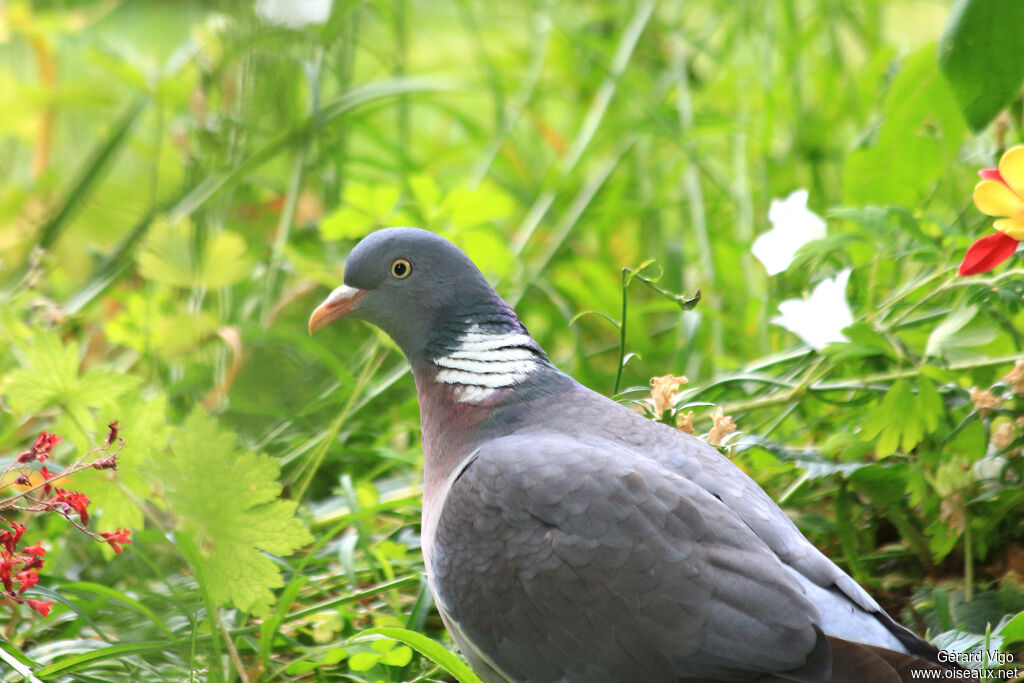 Common Wood Pigeonadult