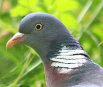 Common Wood Pigeon