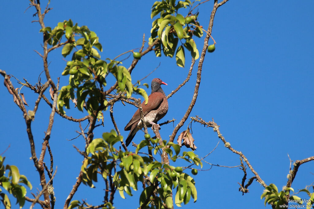 Scaled Pigeonadult