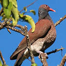 Pigeon ramiret