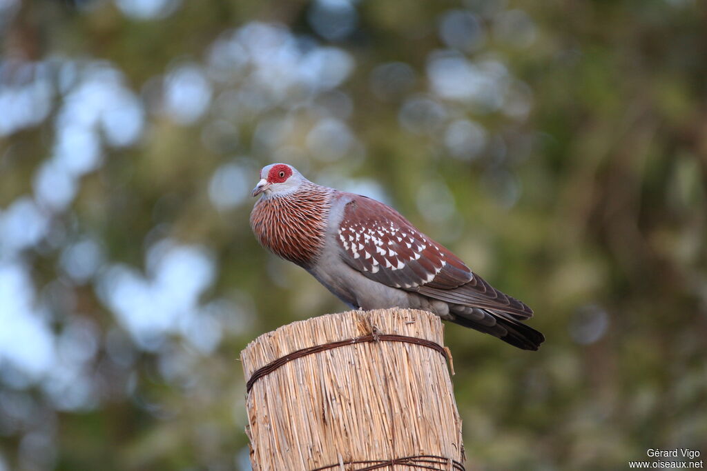 Pigeon roussard mâle adulte