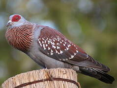 Speckled Pigeon