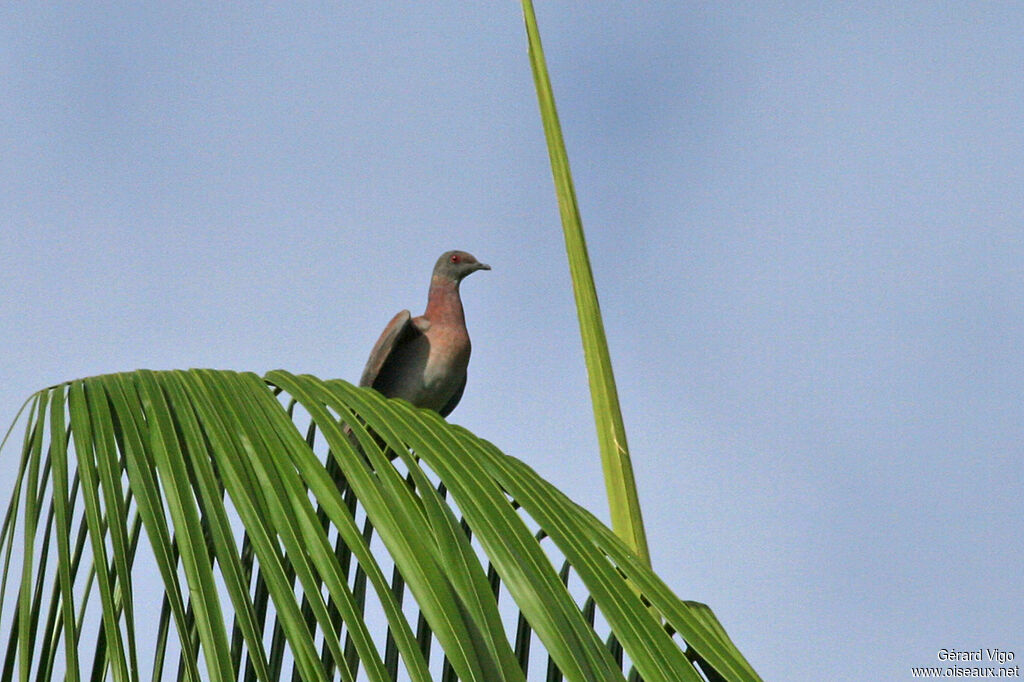 Pigeon roussetadulte