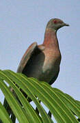 Pale-vented Pigeon