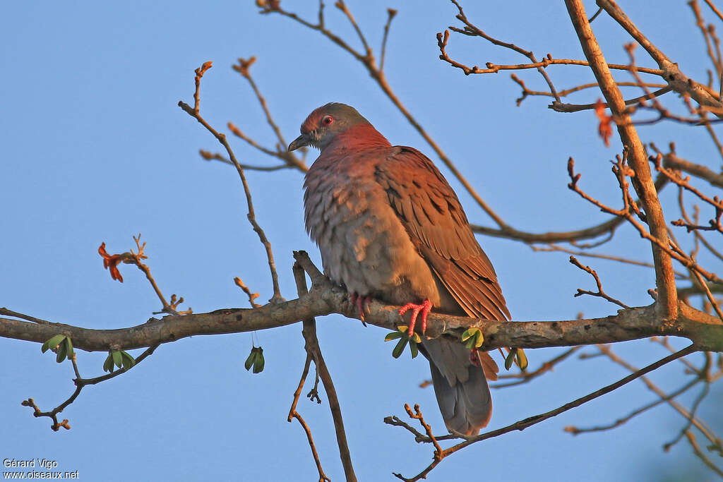 Pigeon rousset femelle adulte, identification