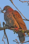 Pigeon rousset