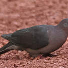 Pigeon vineux