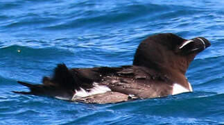 Razorbill