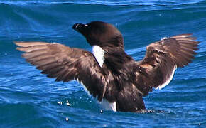 Razorbill