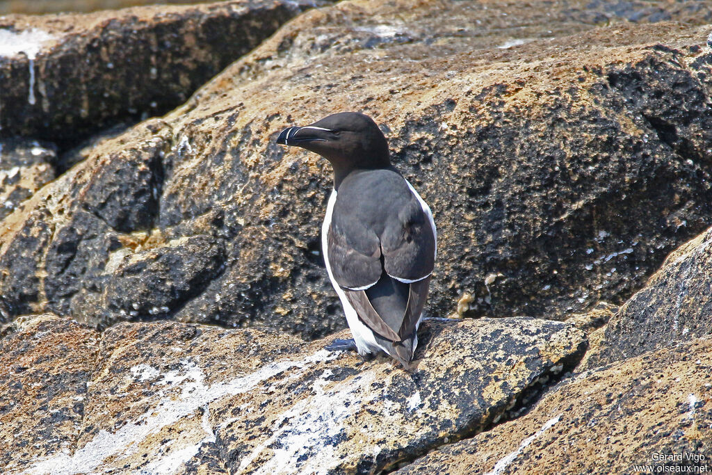 Pingouin tordaadulte