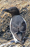 Razorbill