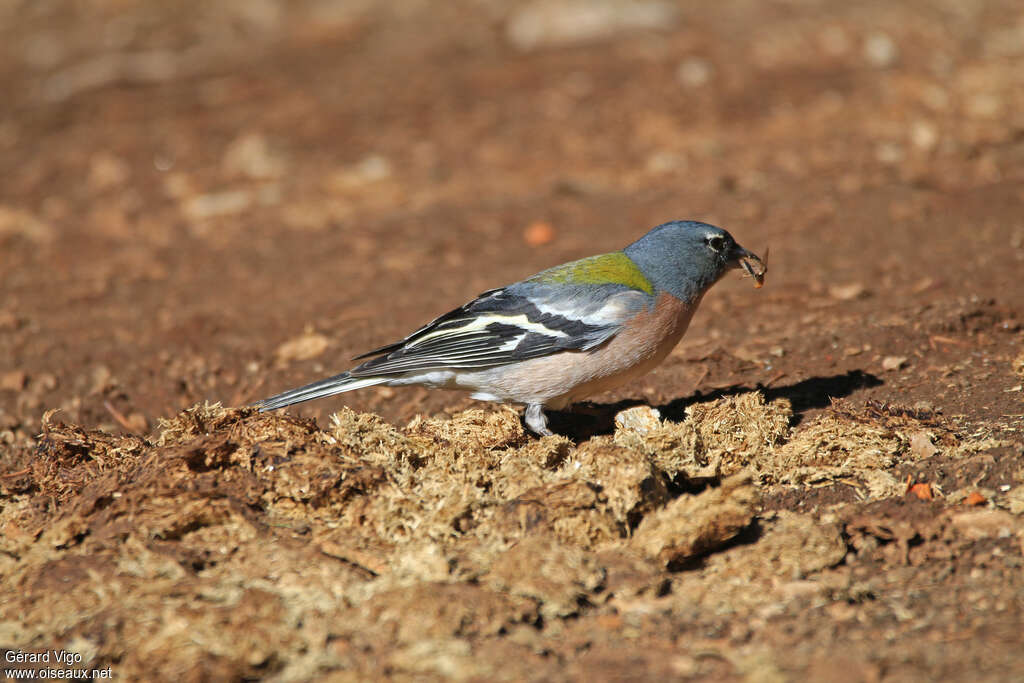 Common Chaffinch (spodiogenys) male adult