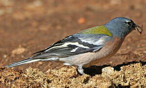 African Chaffinch