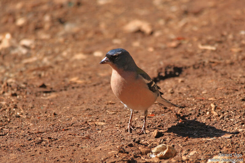 African Chaffinch male adult