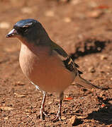 African Chaffinch