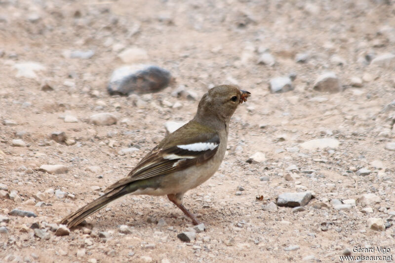 Common Chaffinch (spodiogenys) female adult