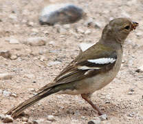 African Chaffinch