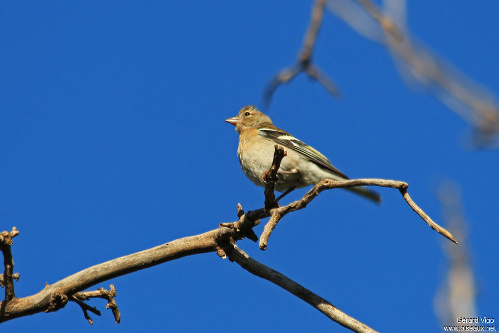 African Chaffinch female adult