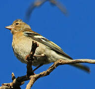 African Chaffinch