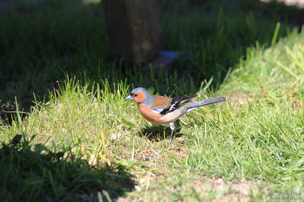 Common Chaffinch male