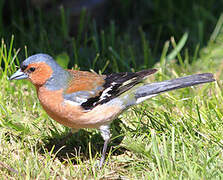 Common Chaffinch