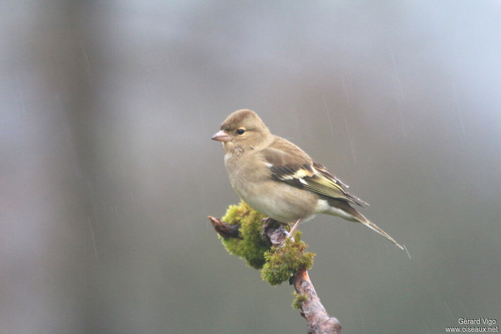 Common Chaffinch female adult