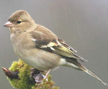 Eurasian Chaffinch