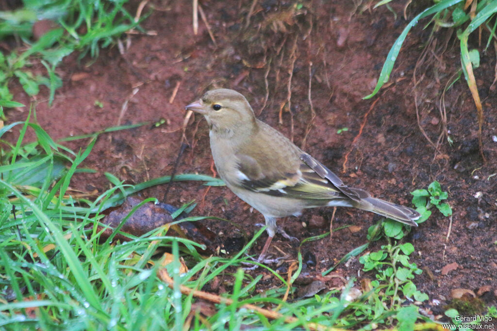 Eurasian Chaffinch female adult