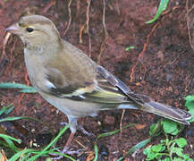 Eurasian Chaffinch