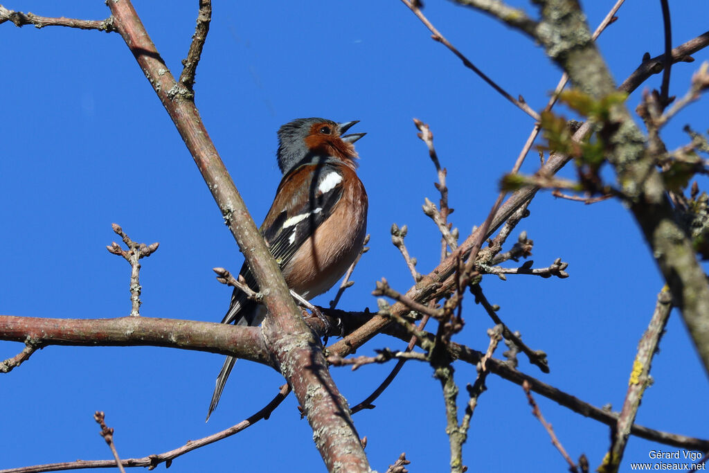 Common Chaffinch male adult breeding