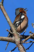 Common Chaffinch