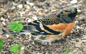 Brambling