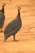 Helmeted Guineafowl