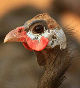 Helmeted Guineafowl