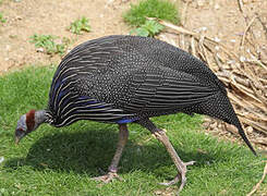 Vulturine Guineafowl