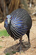 Vulturine Guineafowl