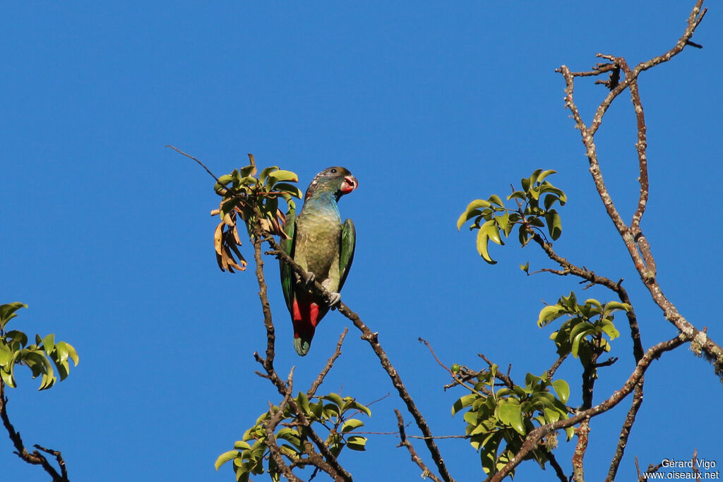 Red-billed Parrotadult