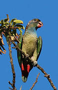 Red-billed Parrot