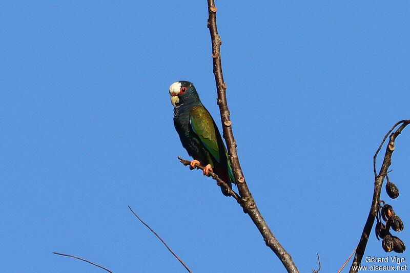 White-crowned Parrotadult