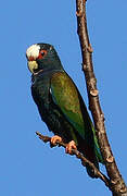 White-crowned Parrot