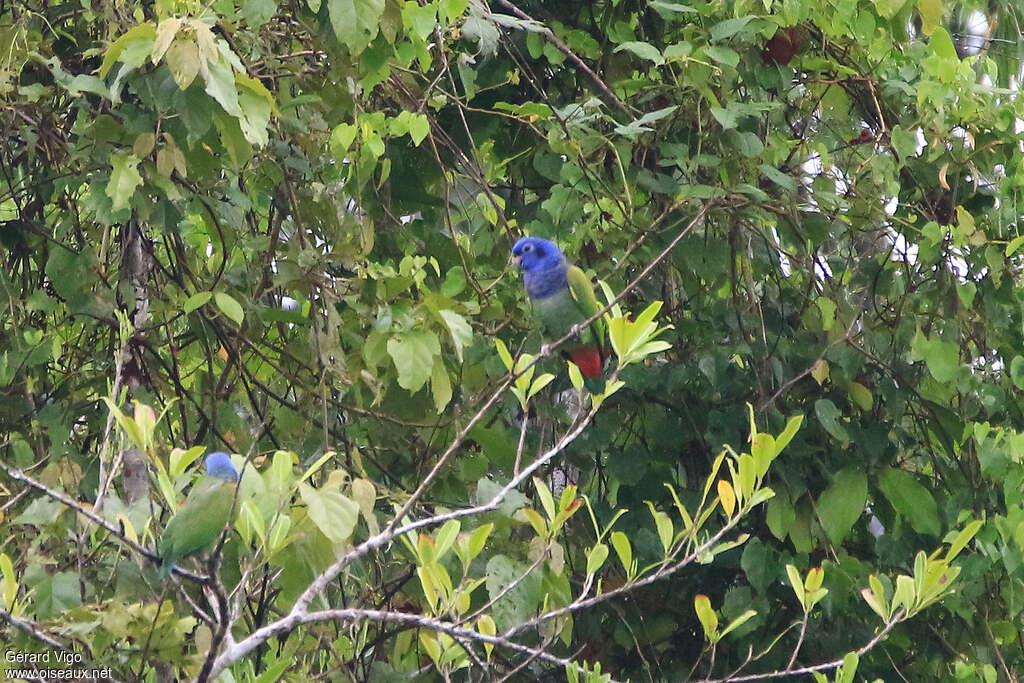 Blue-headed Parrotadult, habitat, pigmentation