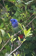 Blue-headed Parrot