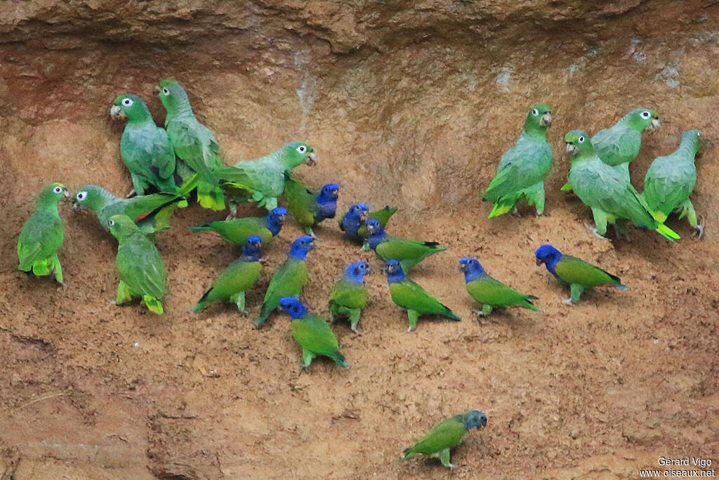 Blue-headed Parrotadult