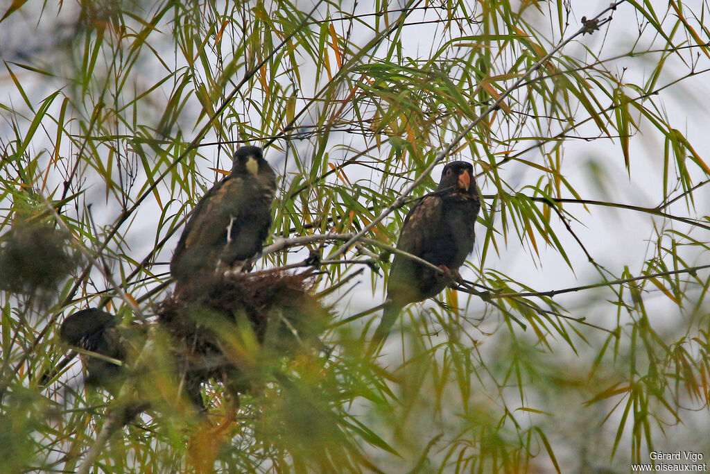 Bronze-winged Parrotadult